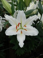 [5295 Silverio No02.JPG]